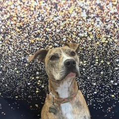 Mabel — thumbnail 4