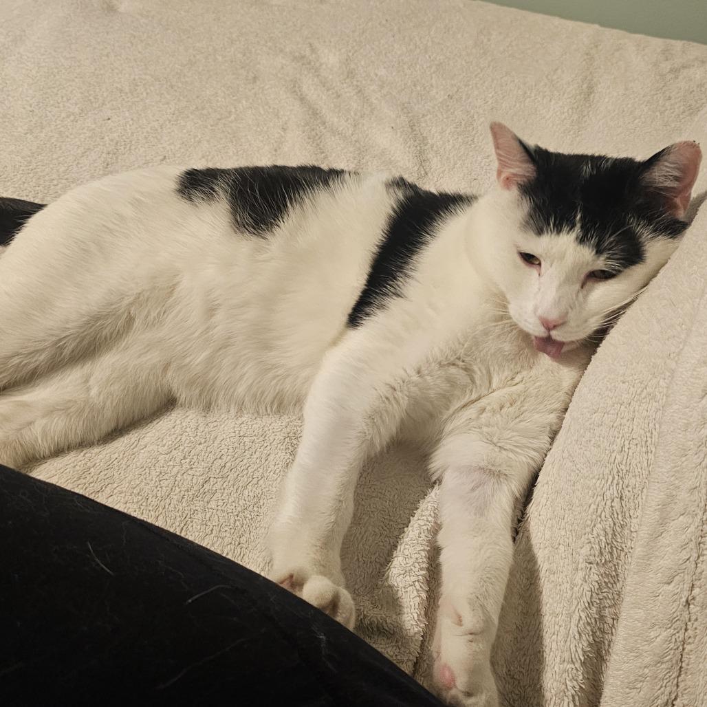 Enlarge Cannon, a Adoptable Domestic Short Hair in Wakefield, MA image 3/6