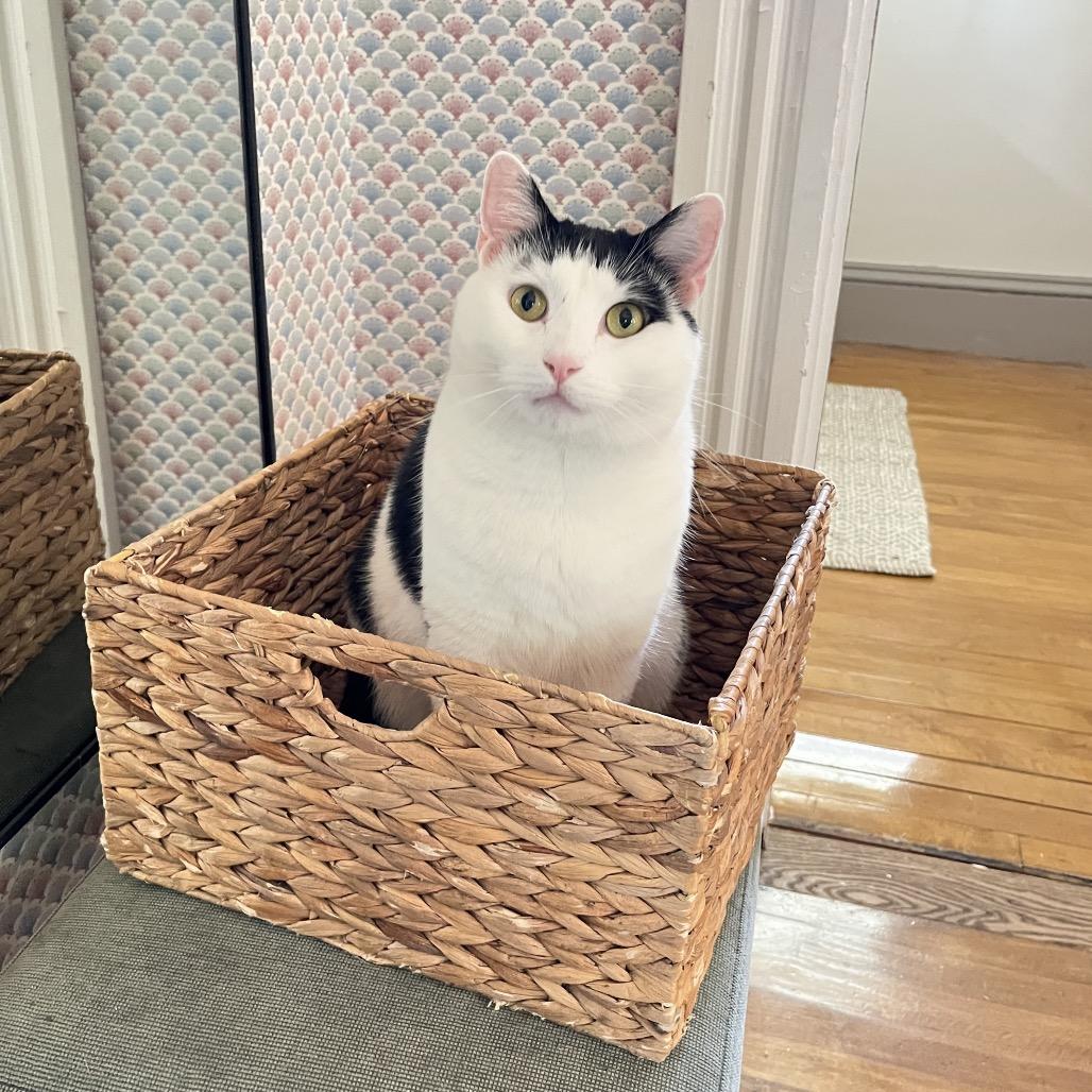 Enlarge Cannon, a Adoptable Domestic Short Hair in Wakefield, MA image 4/6
