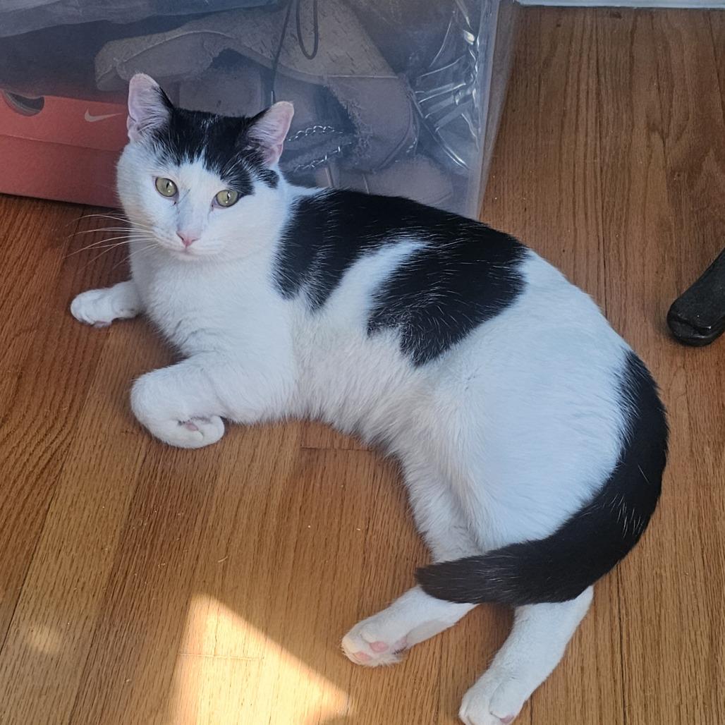 Enlarge Cannon, a Adoptable Domestic Short Hair in Wakefield, MA image 6/6