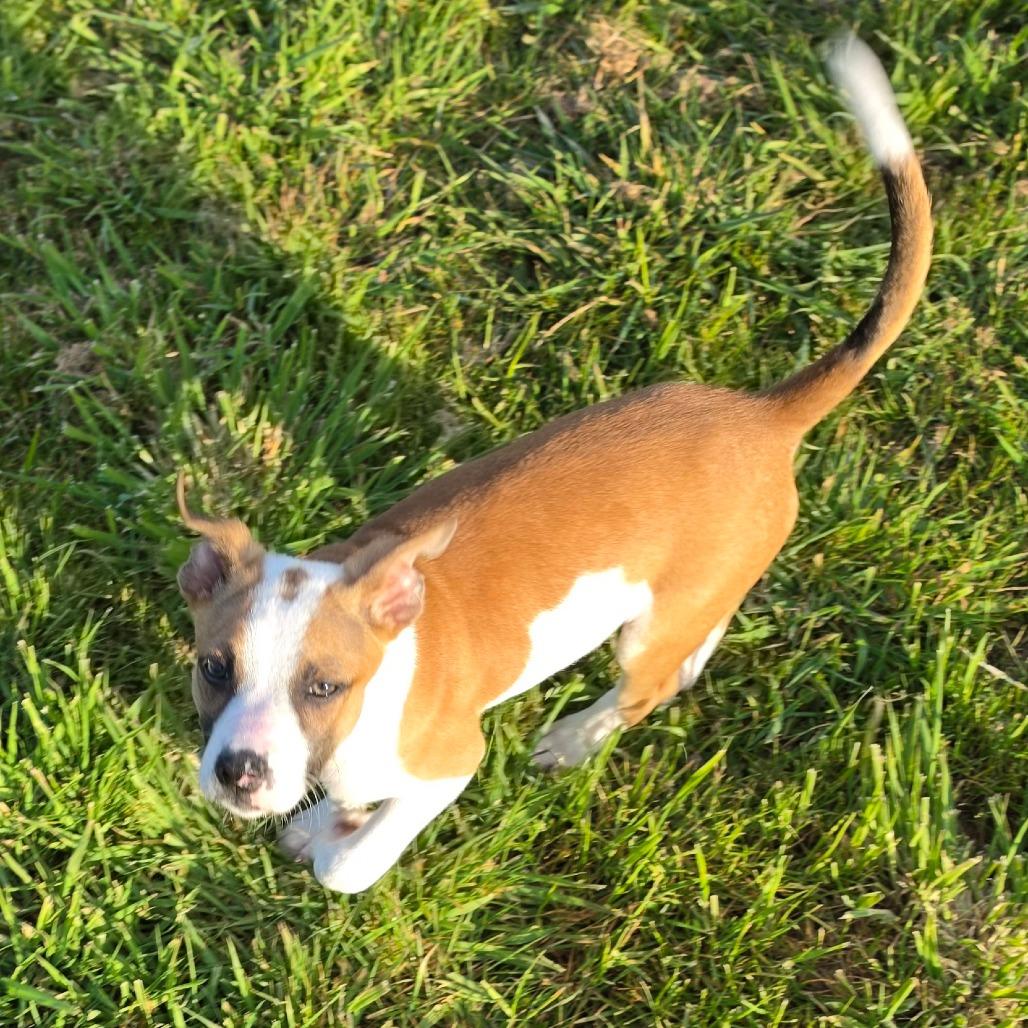 Enlarge Parker, a Adoptable mixed breed in Centralia, WA image 1/6