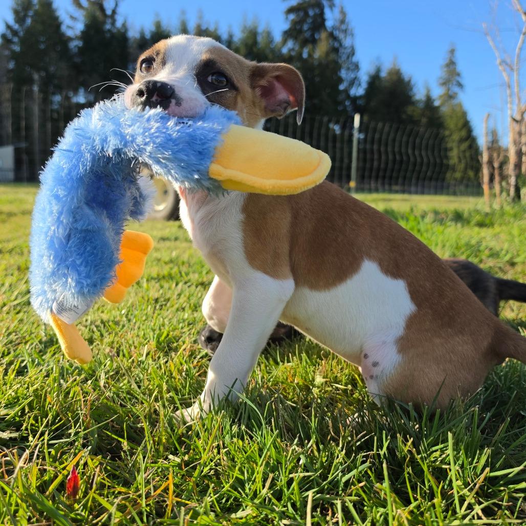 Enlarge Parker, a Adoptable mixed breed in Centralia, WA image 2/6