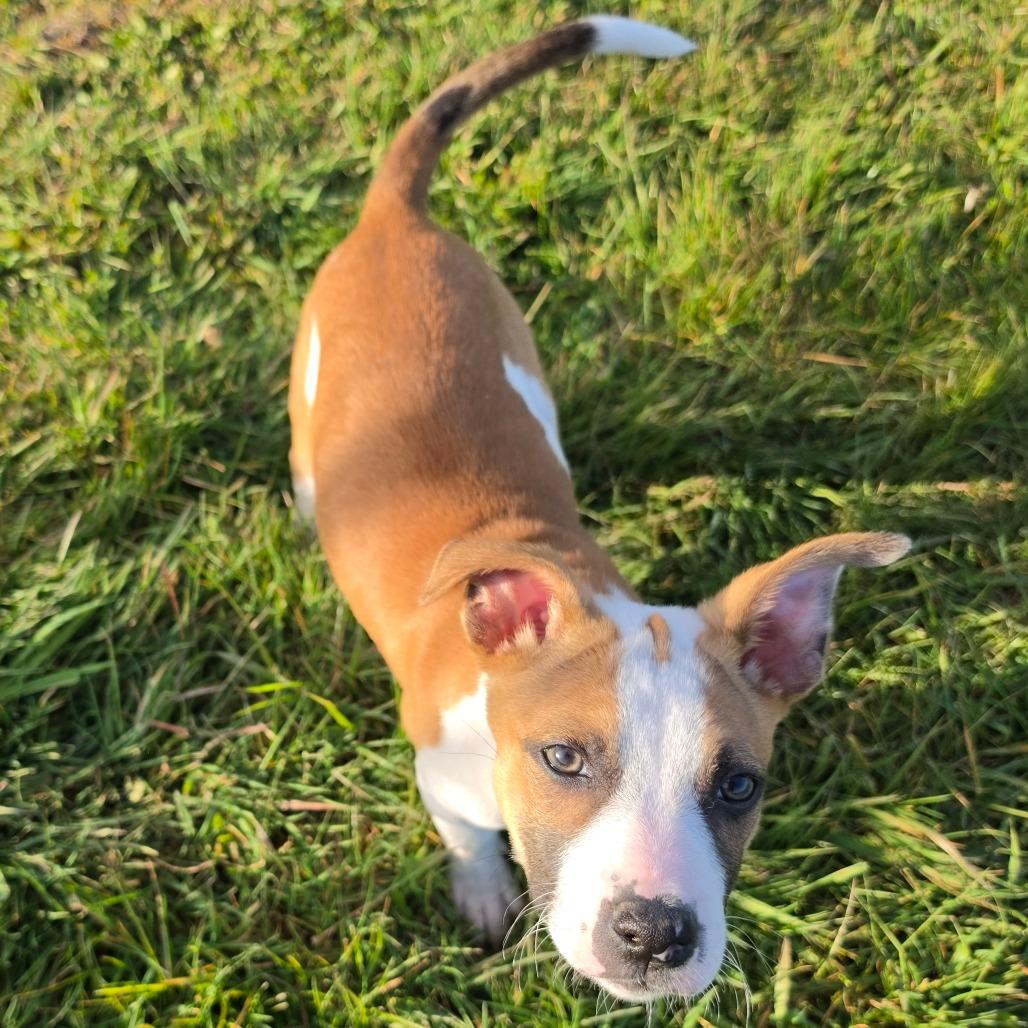 Enlarge Parker, a Adoptable mixed breed in Centralia, WA image 3/6