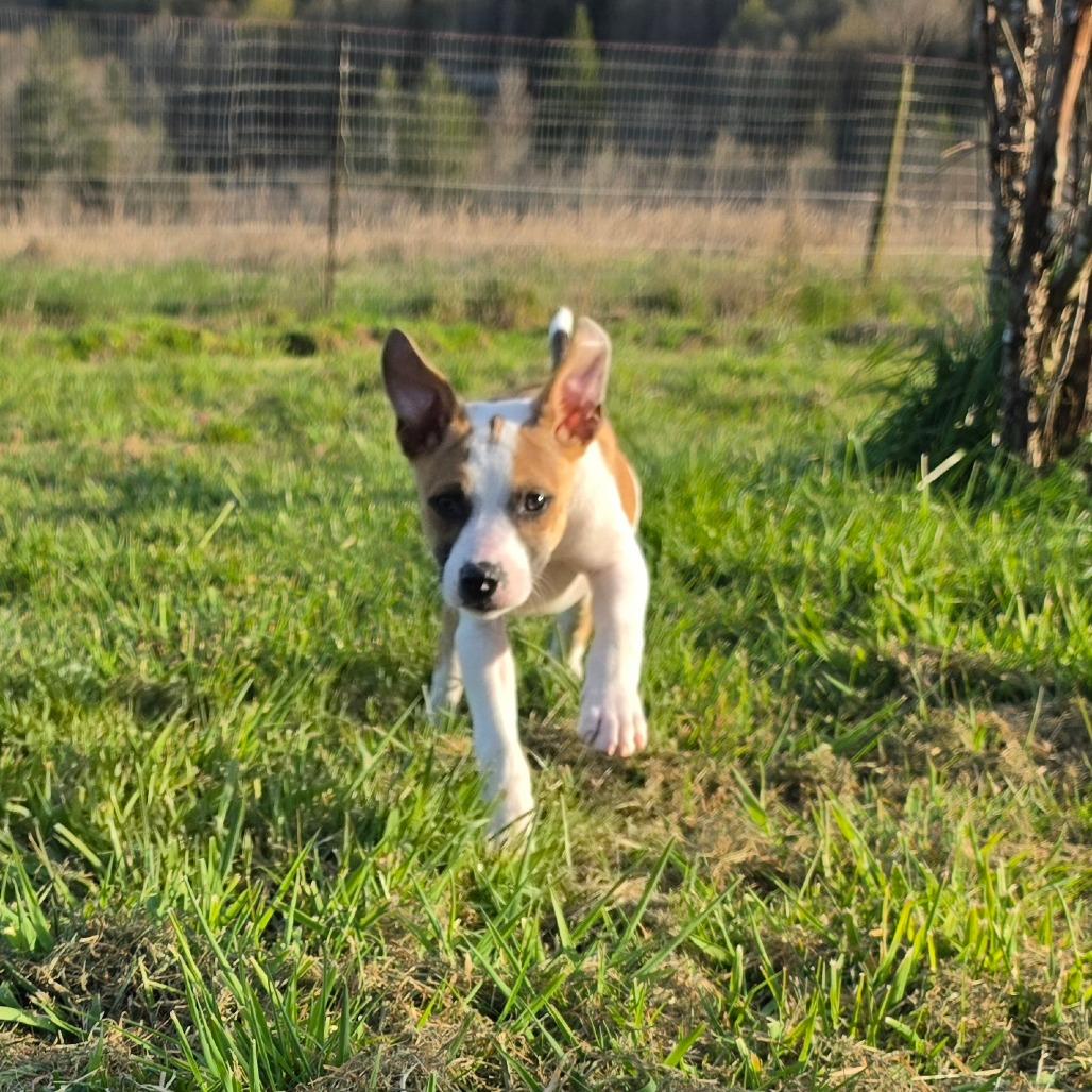 Enlarge Parker, a Adoptable mixed breed in Centralia, WA image 4/6