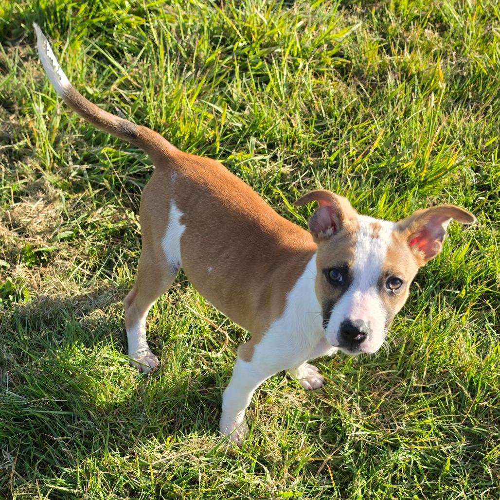 Enlarge Parker, a Adoptable mixed breed in Centralia, WA image 5/6