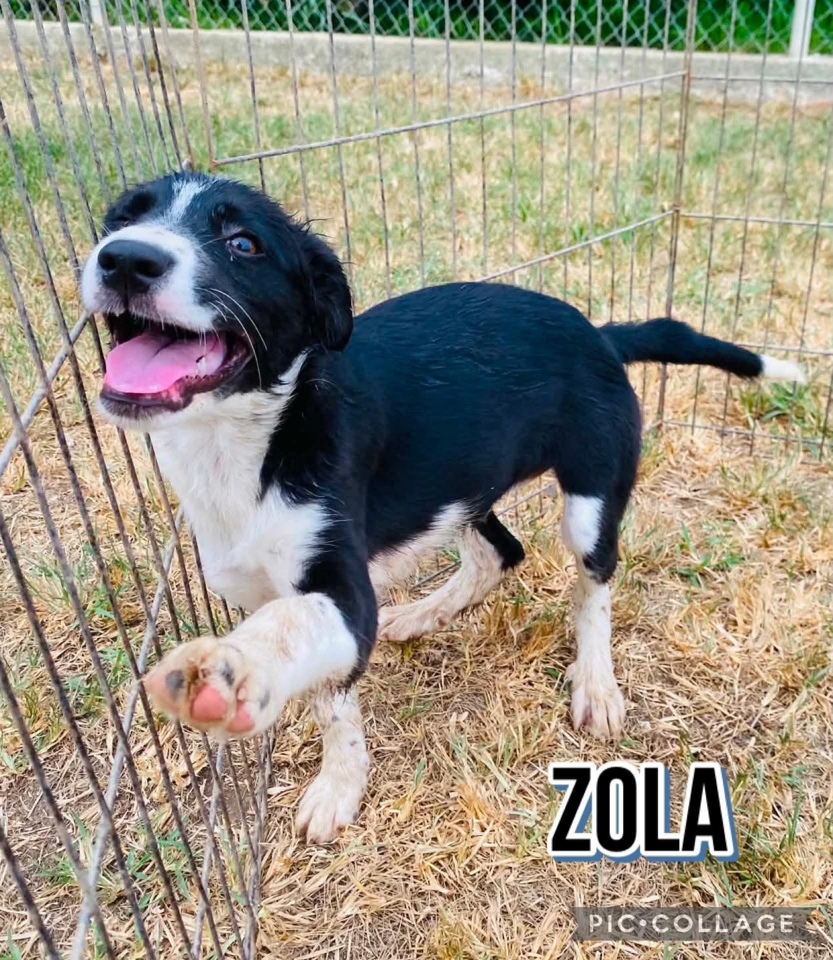 Enlarge Zola, a ADOPTABLE mixed breed in Milford, NH image 3/3