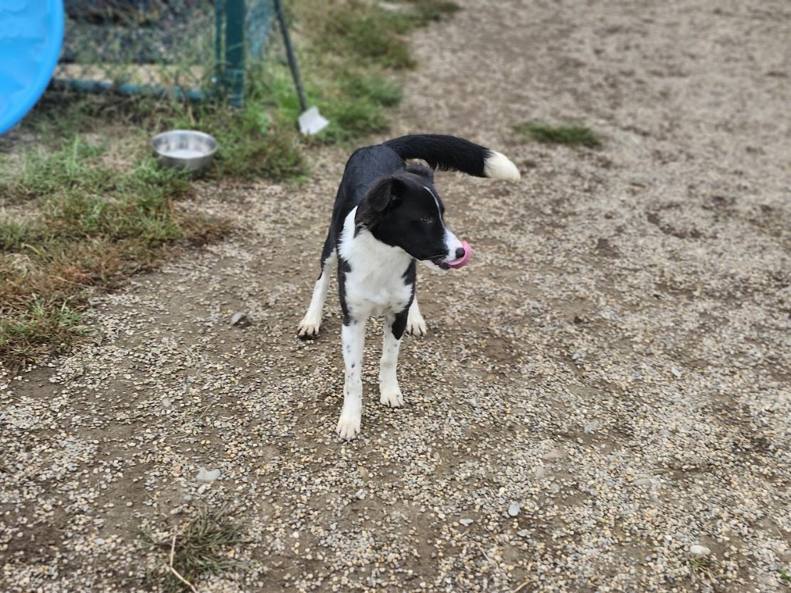 Enlarge Zola, a Adopted mixed breed in Milford, NH image 6/6