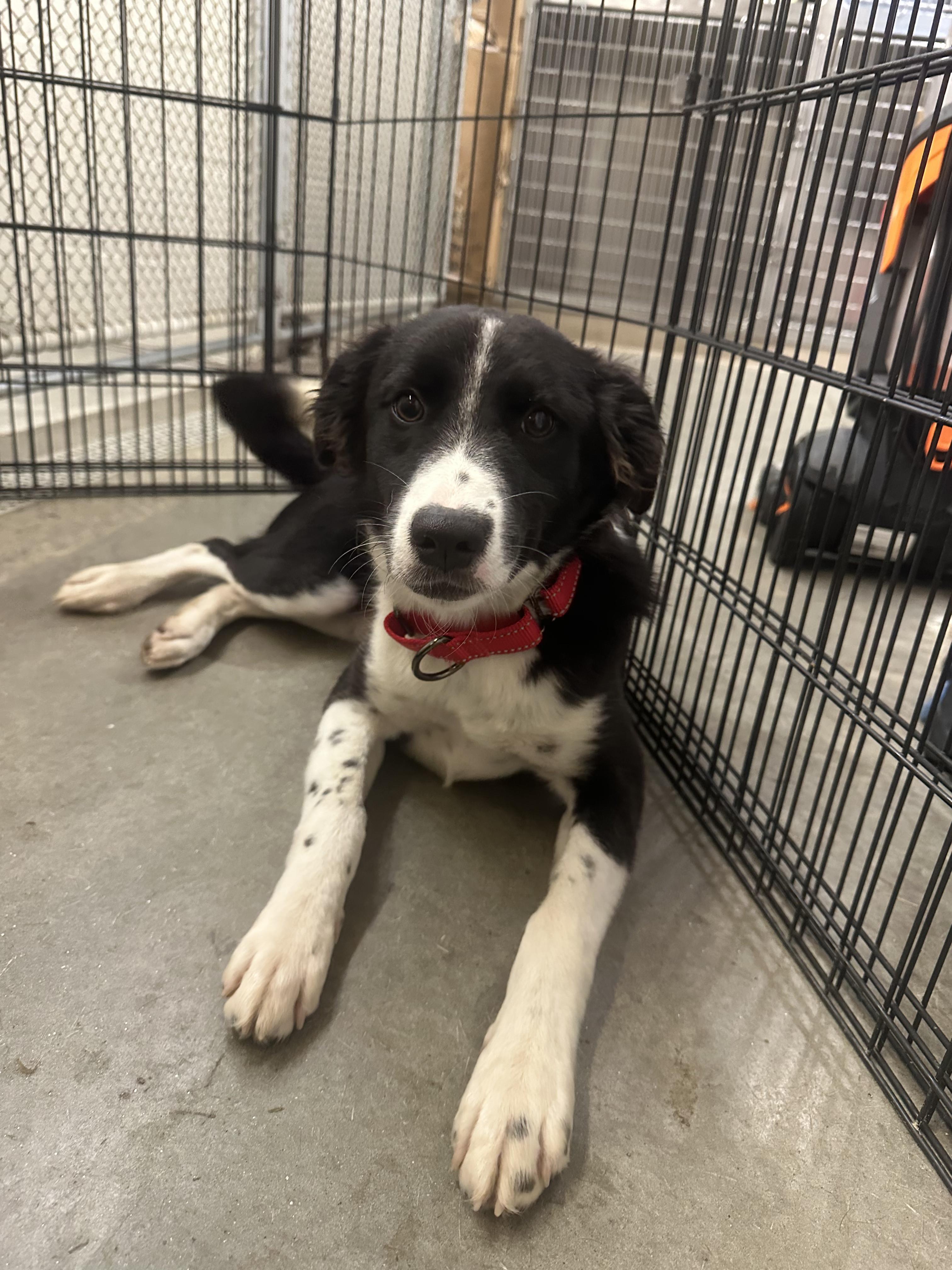 Enlarge Zola, a Adopted mixed breed in Milford, NH image 2/6