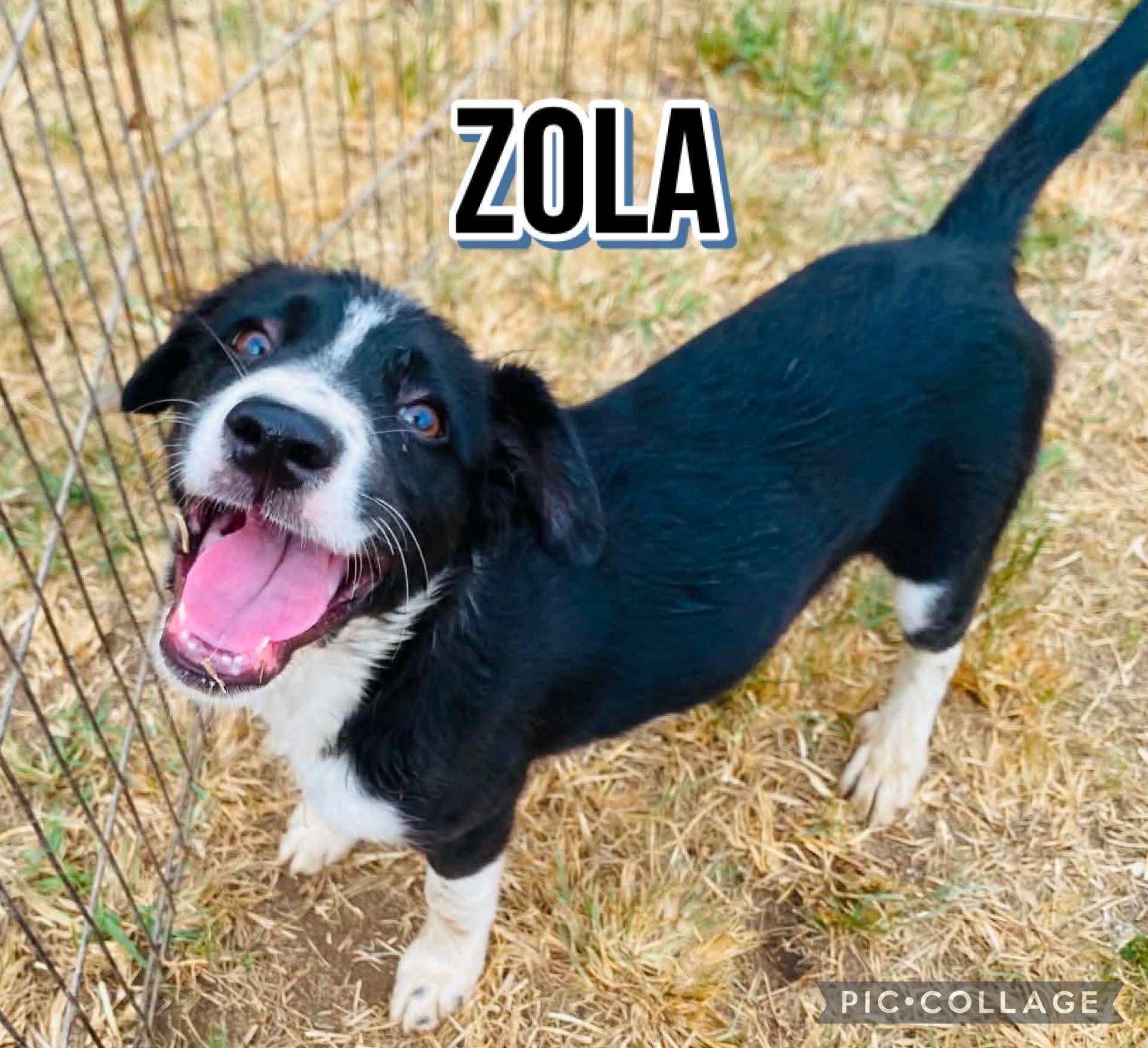 Enlarge Zola, a ADOPTABLE mixed breed in Milford, NH image 2/3