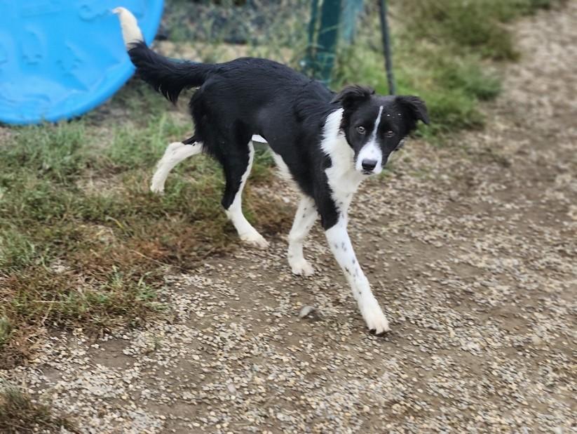 Enlarge Zola, a Adopted mixed breed in Milford, NH image 5/6