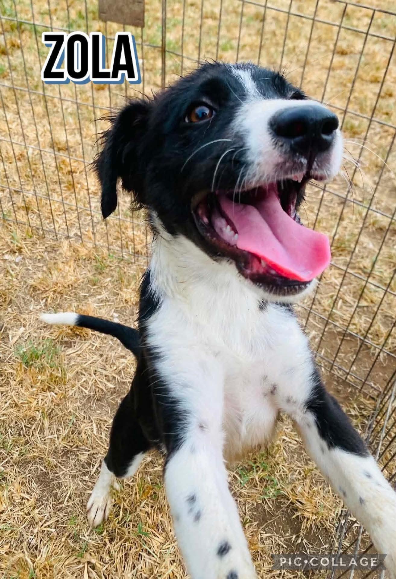 Enlarge Zola, a ADOPTABLE mixed breed in Milford, NH image 1/3