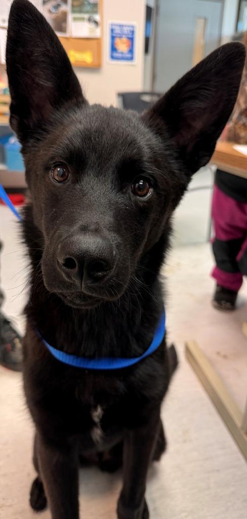 Enlarge Nero, a Adoptable mixed breed in Kenai, AK image 1/2