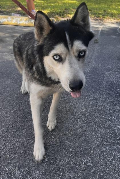 Penny - 1, Adoptable, Adult Female Pomeranian & Siberian Husky.