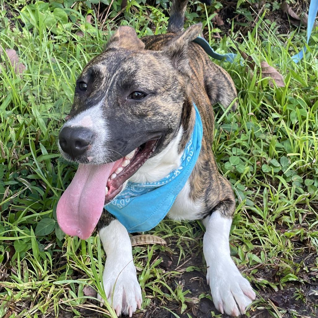 Max, a Adoptable mixed breed in Volcano, HI image 1/5