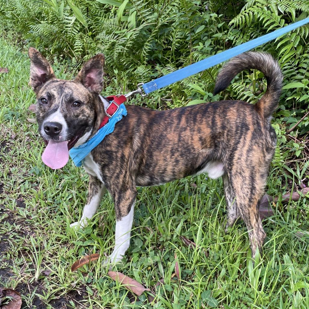 Max, a Adoptable mixed breed in Volcano, HI image 2/5
