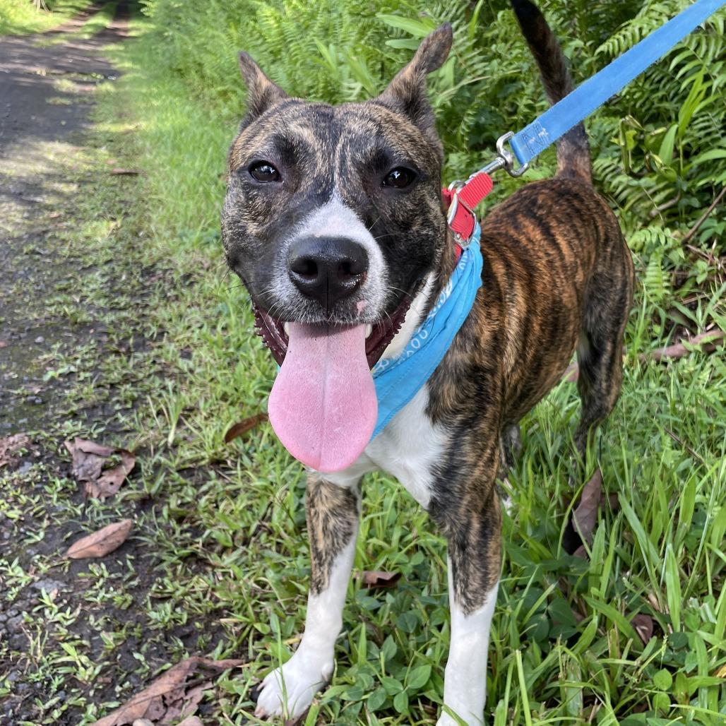 Max, a Adoptable mixed breed in Volcano, HI image 3/5