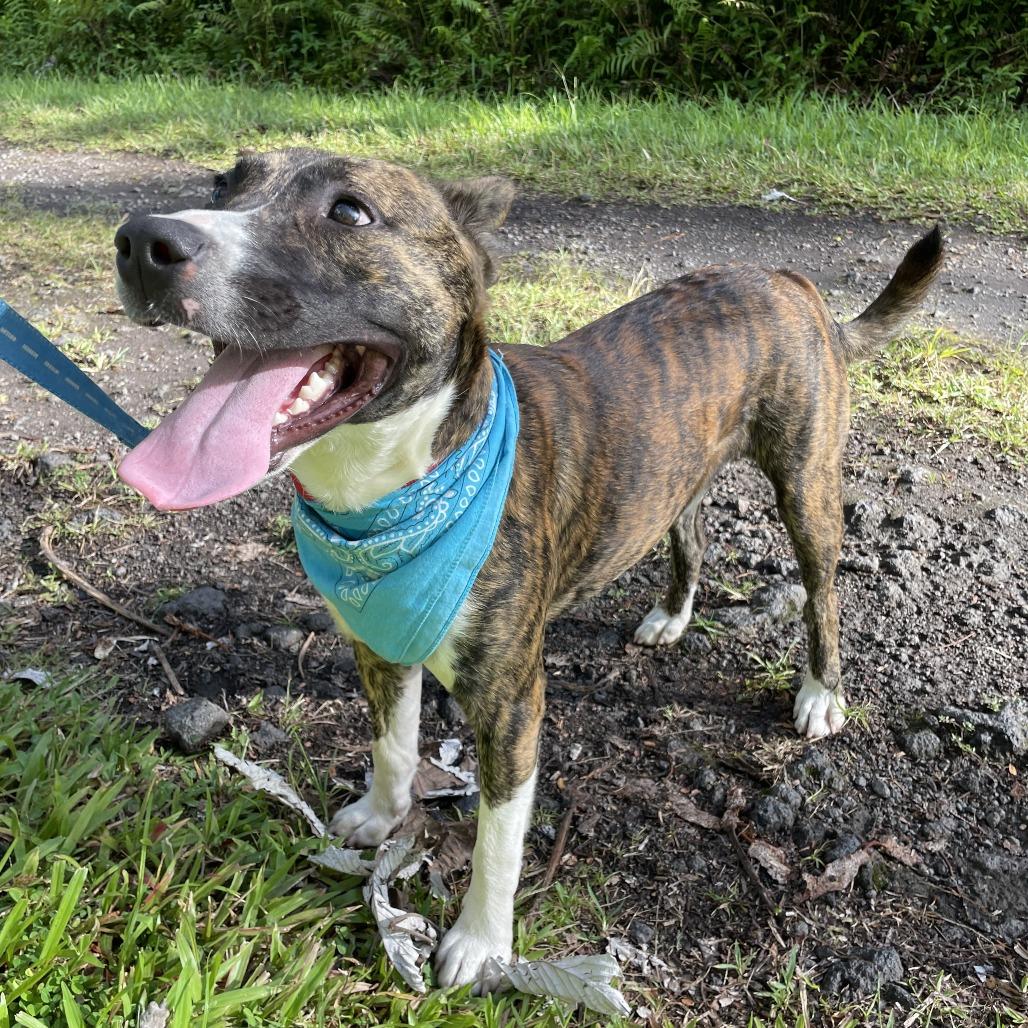 Max, a Adoptable mixed breed in Volcano, HI image 4/5