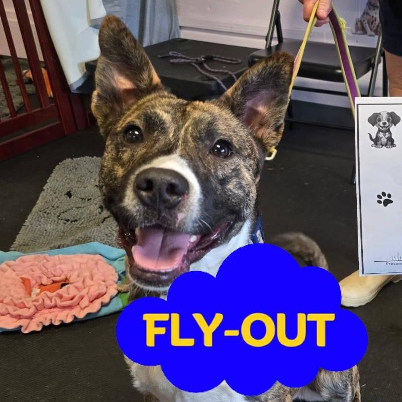 Max, Adoptable, Young Male Pit Bull Terrier & Mixed Breed.