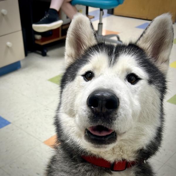 Glacier, Adoptable, Adult Male Siberian Husky.