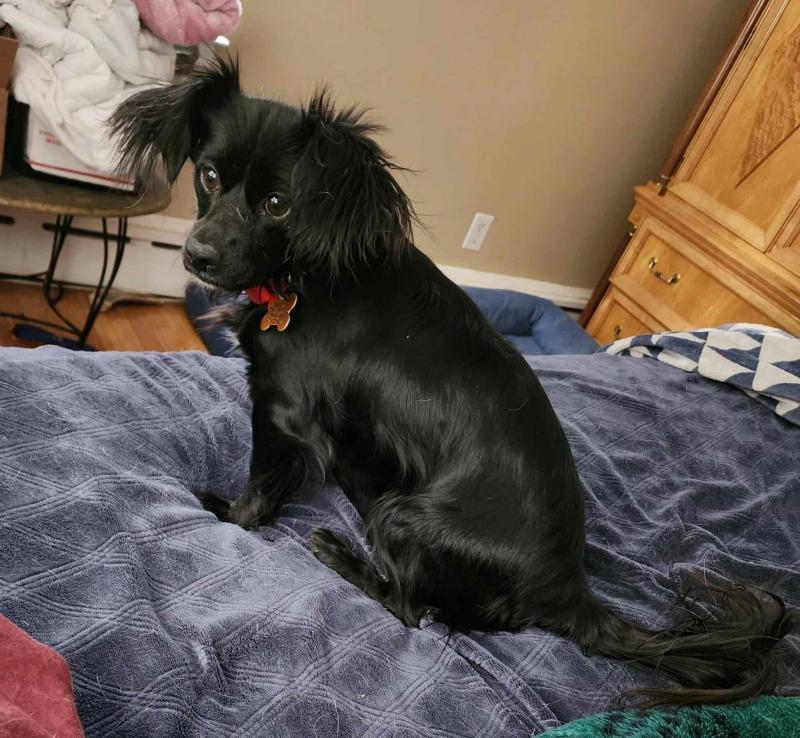 Enlarge Chiquita (MD), a Adopted mixed breed in Ellicott City, MD image 1/1