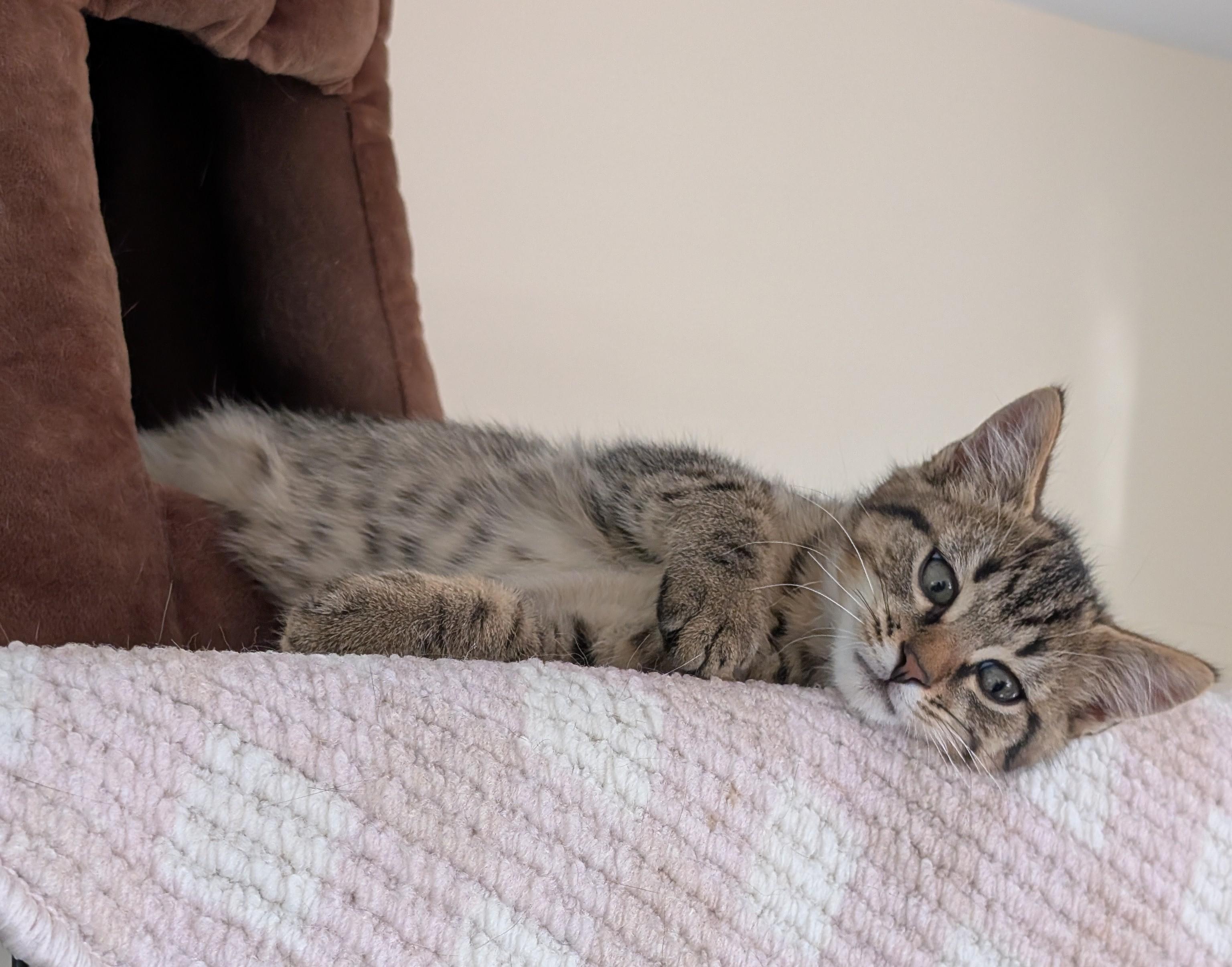 Enlarge Omar, a Adopted Domestic Short Hair in Burke, NY image 1/1