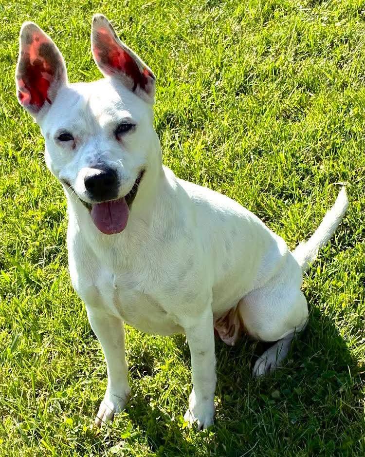 Minni Mouse, ADOPTABLE, Young Female Terrier.