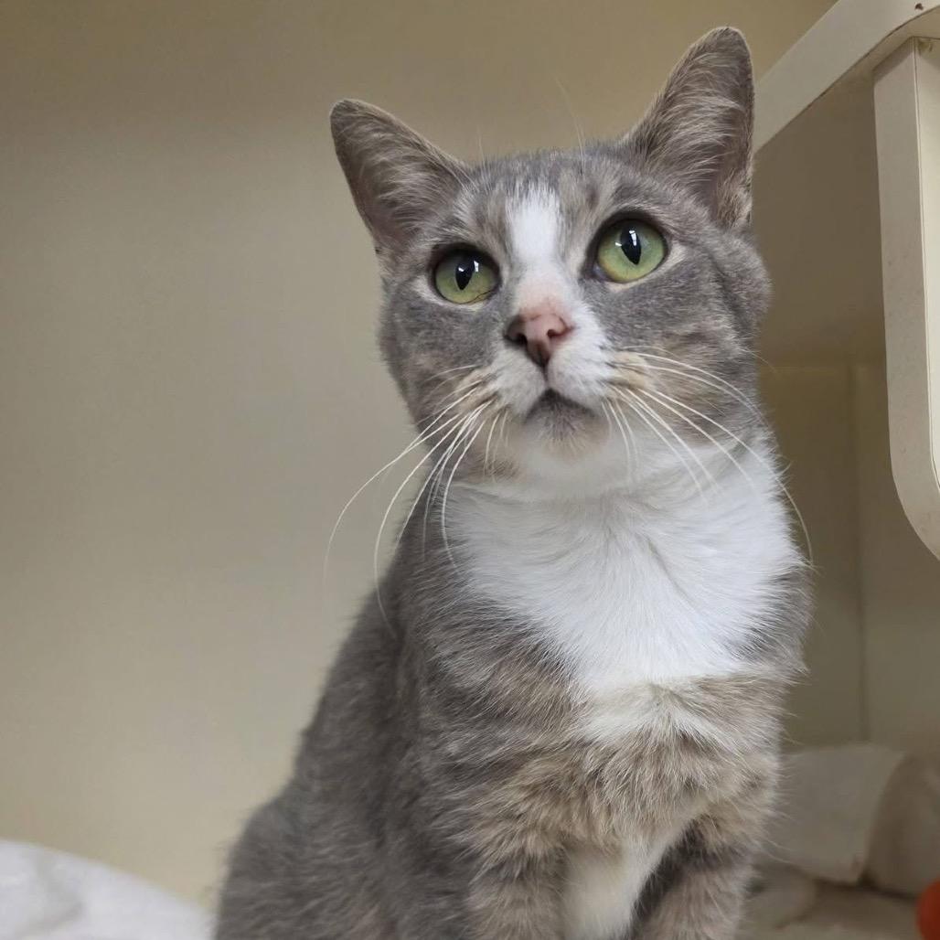 Tisha, Adoptable, Adult Female Domestic Short Hair.