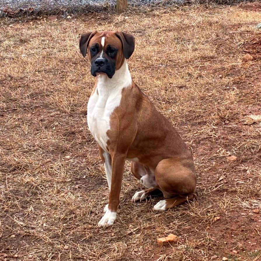 Enlarge Paul, an adopted Boxer in Richmond, VA image 1/2