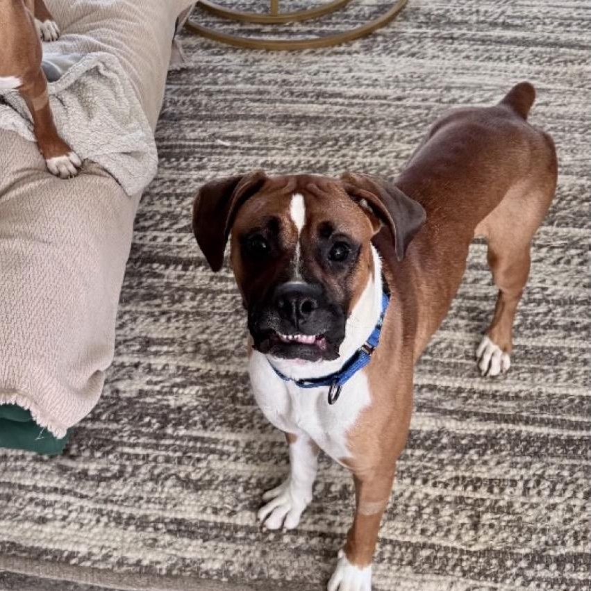 Enlarge Paul, an adopted Boxer in Richmond, VA image 2/2