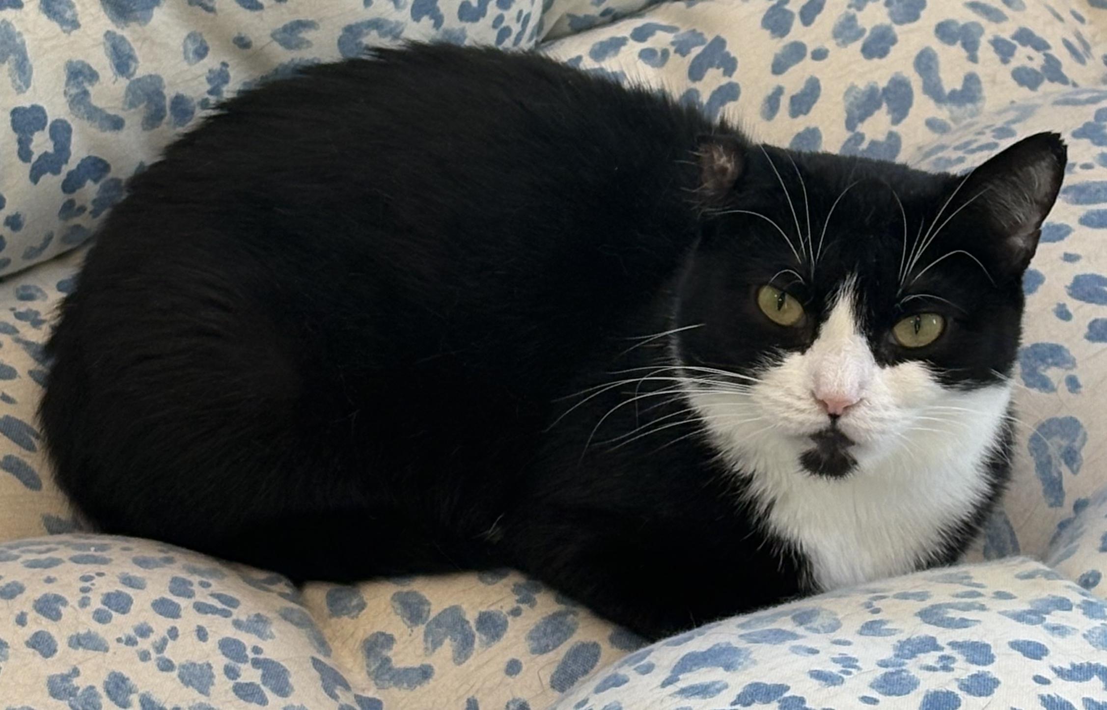 Enlarge Cleo, a Adoptable Tuxedo in Warwick, NY image 2/2