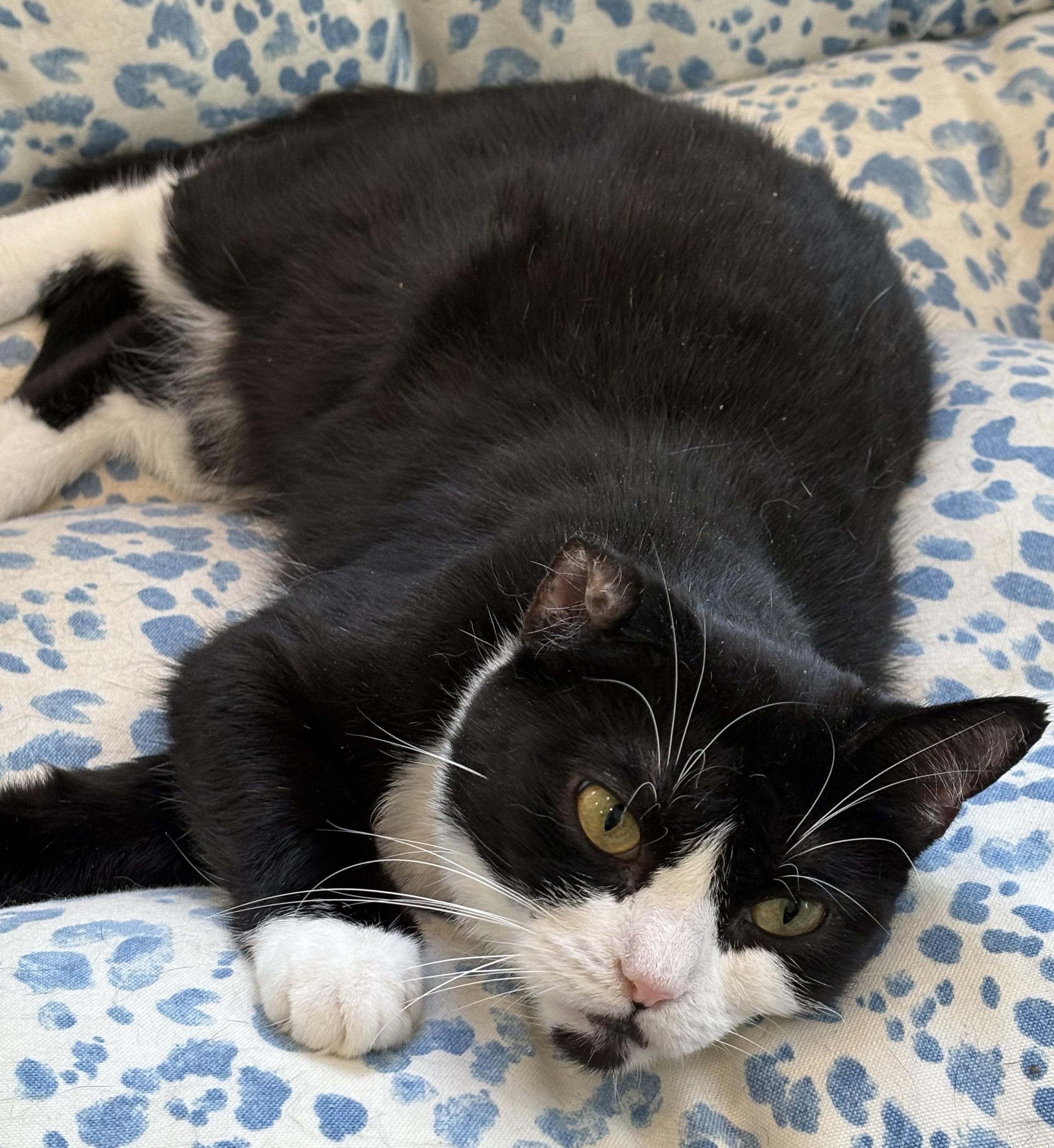 Cleo, ADOPTABLE, Adult Female Tuxedo.