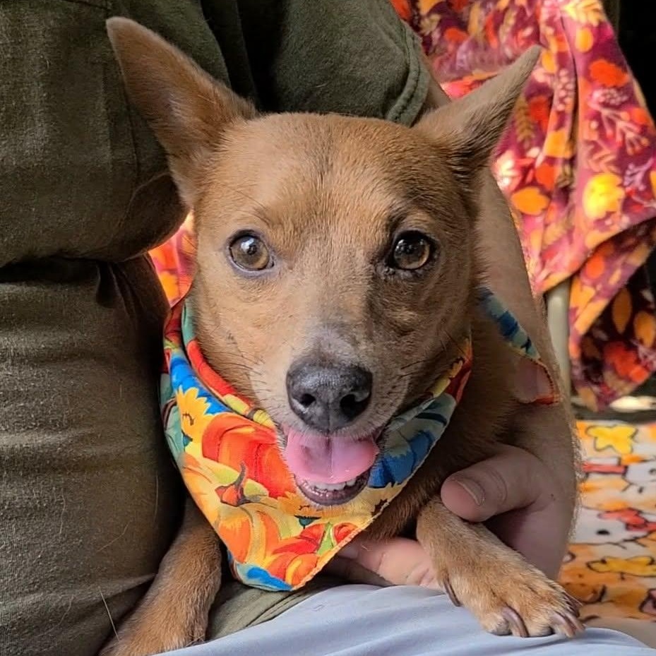 Enlarge Dunkin, a Adoptable mixed breed in Woolwich, ME image 2/5