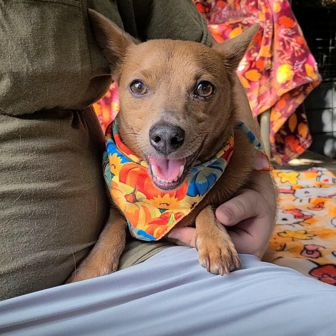 Dunkin, Adoptable, Adult Male Chihuahua & Dachshund.