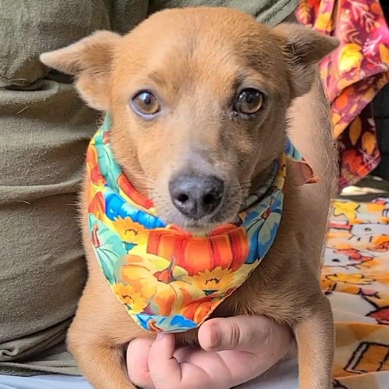 Enlarge Dunkin, a Adoptable mixed breed in Woolwich, ME image 5/5