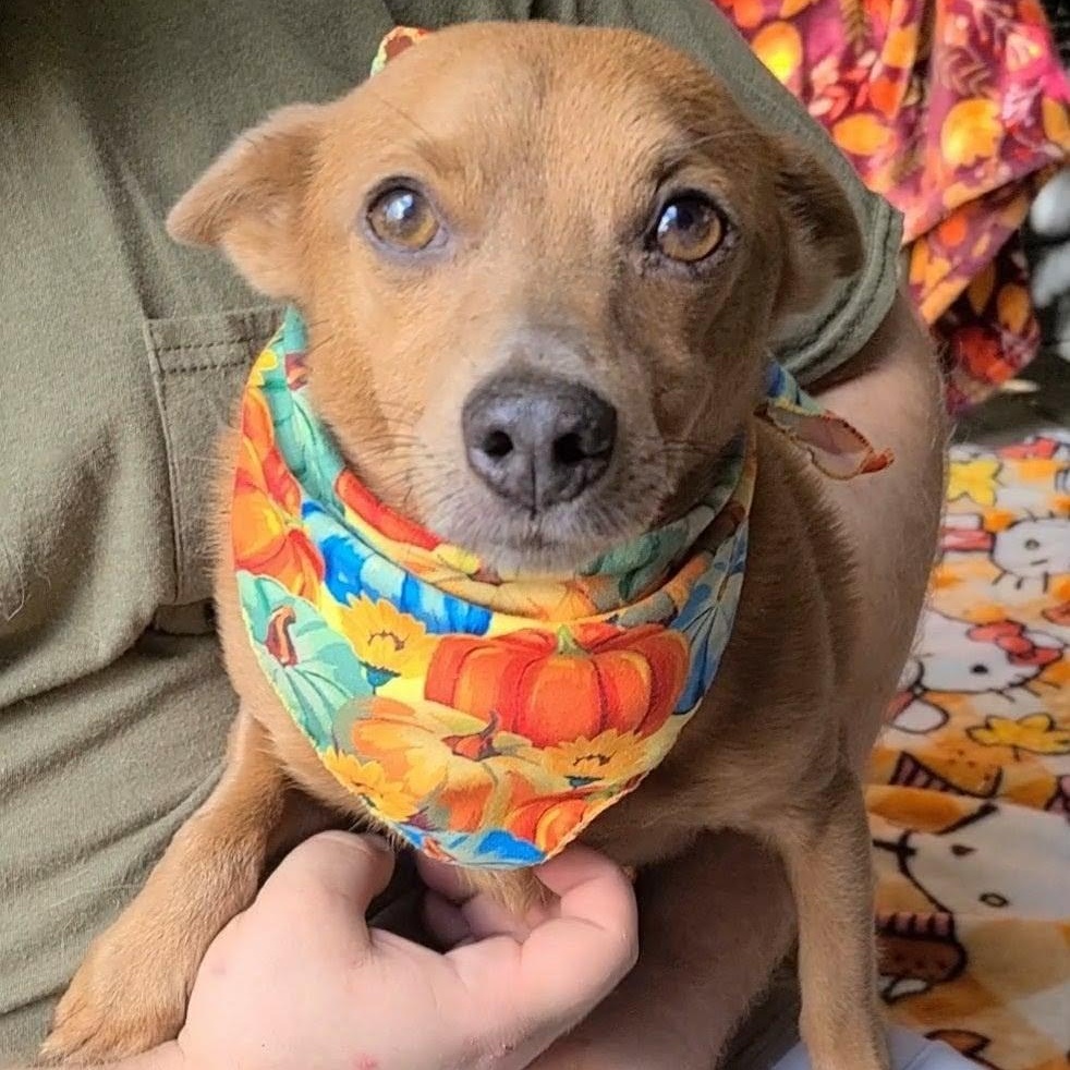 Enlarge Dunkin, a Adoptable mixed breed in Woolwich, ME image 4/5