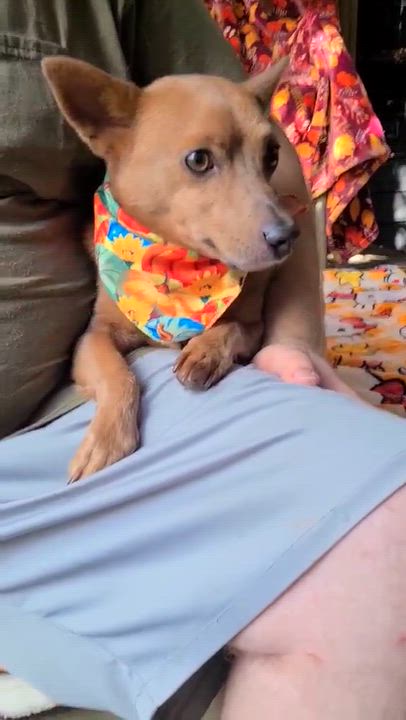 Enlarge Dunkin, a Adoptable mixed breed in Woolwich, ME video 3/5