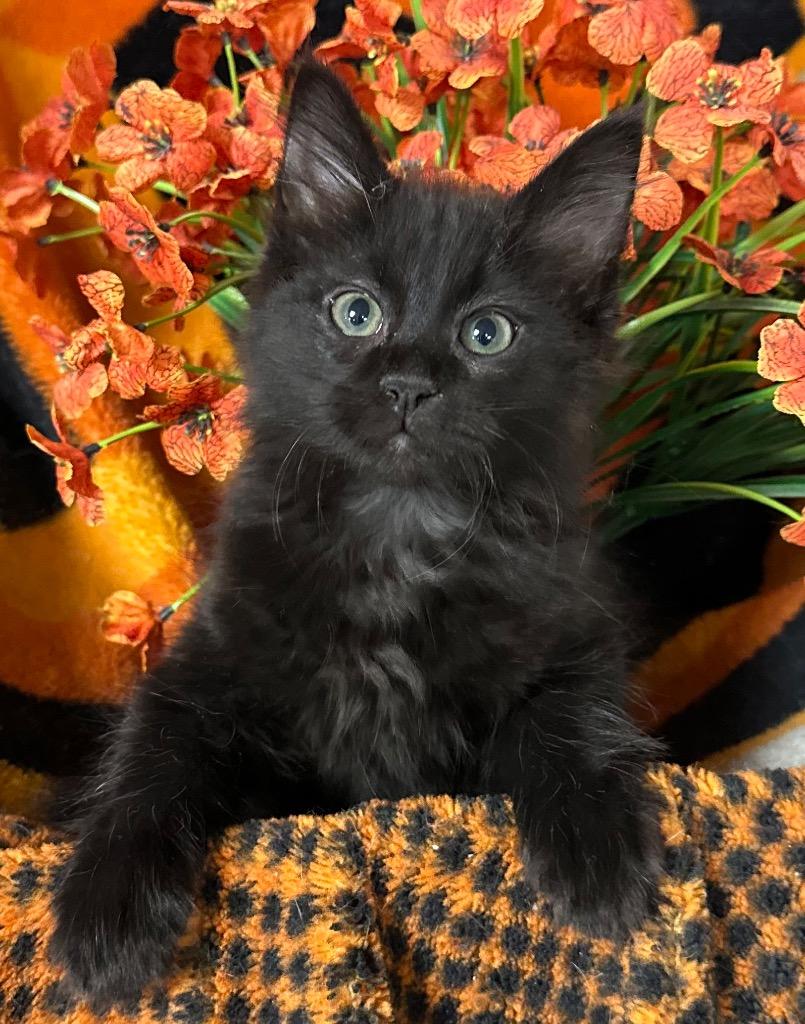 Enlarge 6/3/26 Tommy, a Adopted mixed breed in Stillwater, OK image 1/1