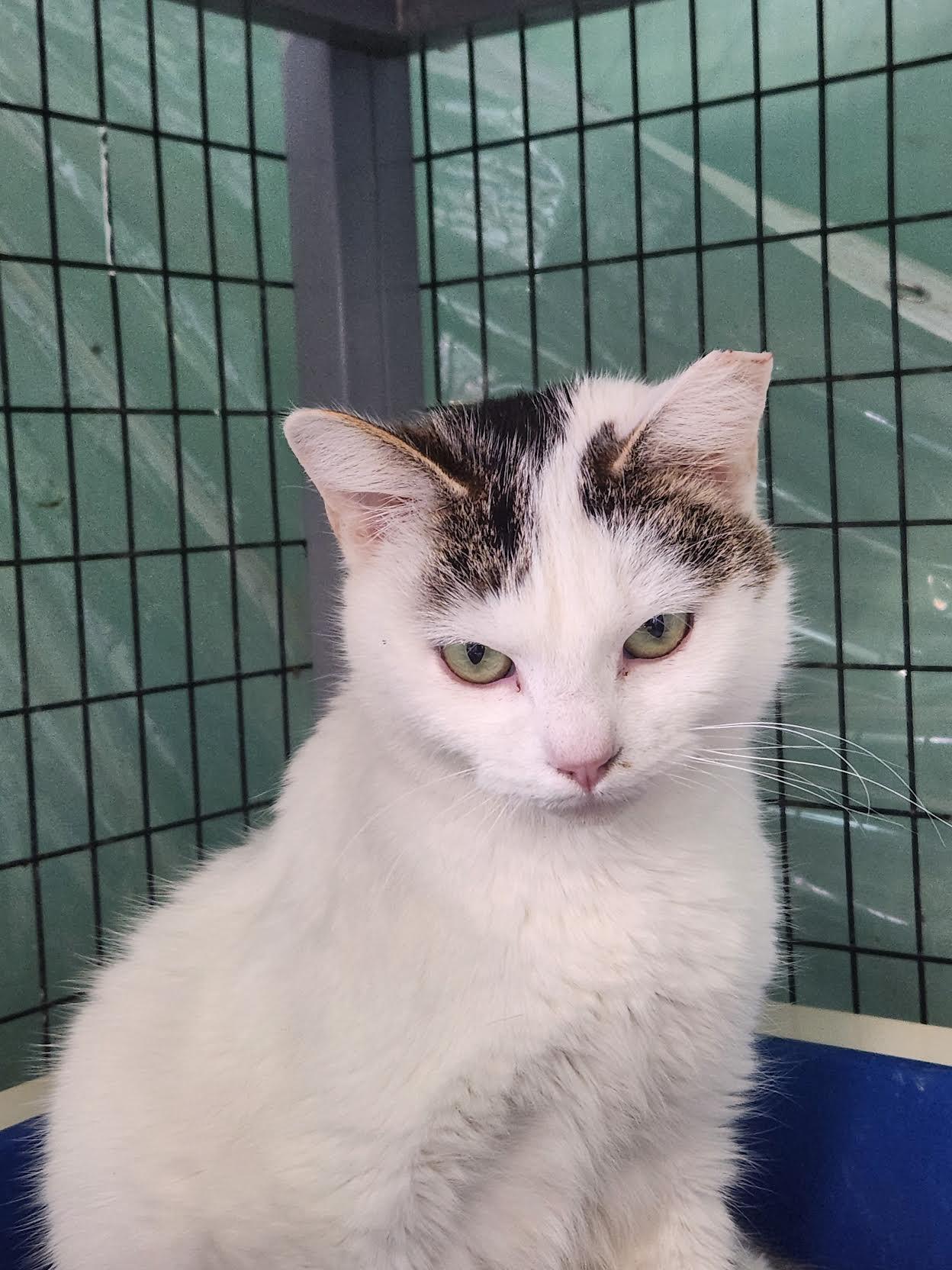 Haru, Adoptable, Young Female Domestic Short Hair.