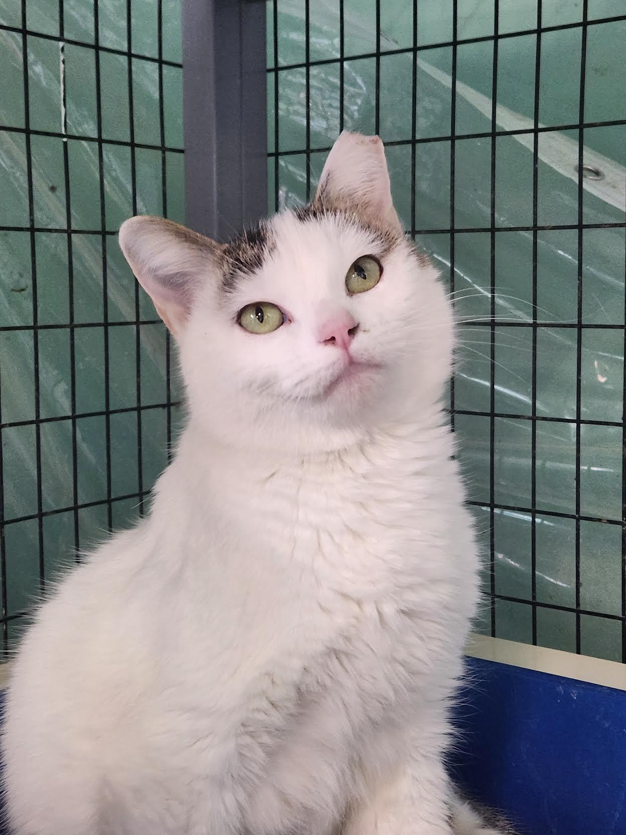 Enlarge Haru, a Adoptable Domestic Short Hair in Crossville, TN image 2/2