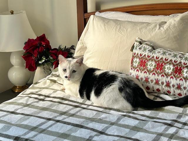 Dot , ADOPTABLE, Adult Male Domestic Short Hair.