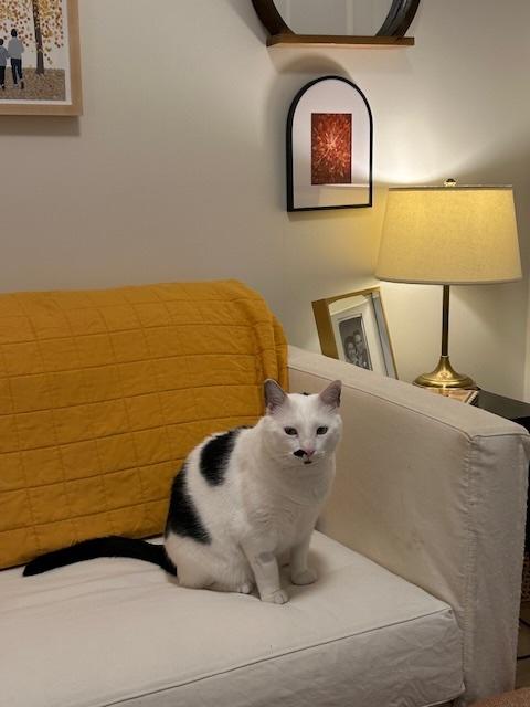 Dot , a ADOPTABLE Domestic Short Hair in Fairfax, VA image 6/6