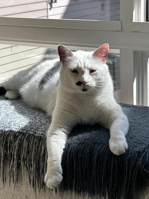 Enlarge Dot , a ADOPTABLE Domestic Short Hair in Fairfax, VA image 3/4