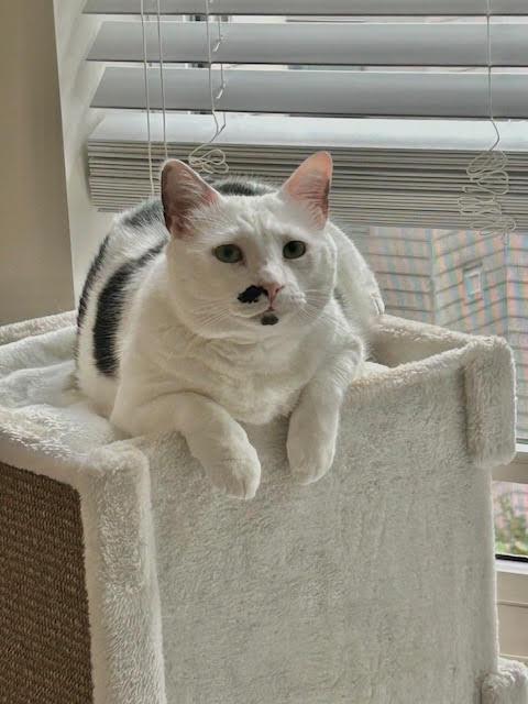 Enlarge Dot , a ADOPTABLE Domestic Short Hair in Fairfax, VA image 4/4