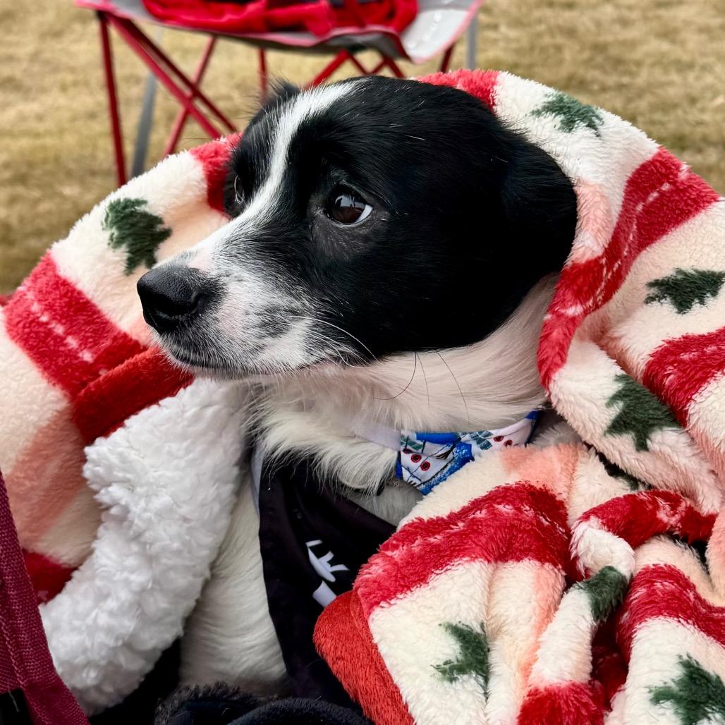 Onyx, Adoptable, Young Male Terrier & Mixed Breed.