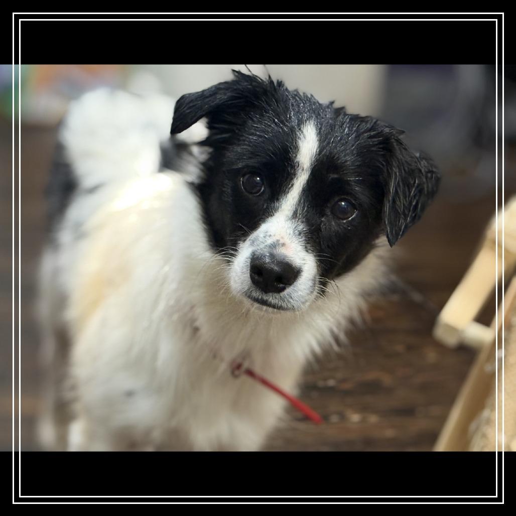 Enlarge Onyx, a Adoptable mixed breed in Little Rock, AR image 2/3