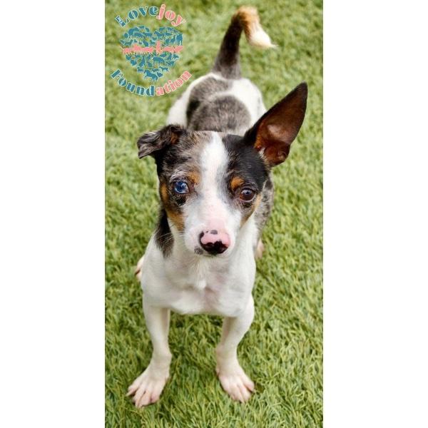 Kiwi is a sweet 2 year old neutered male Chihuahua Mix who was found as a stray 