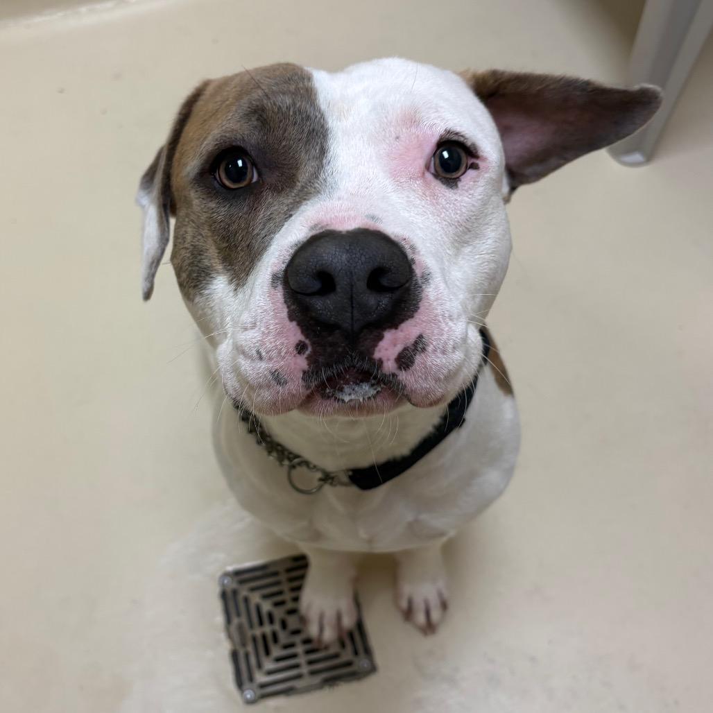 Apple Juice, a Adoptable Mixed Breed in Winston-Salem, NC image 1/6