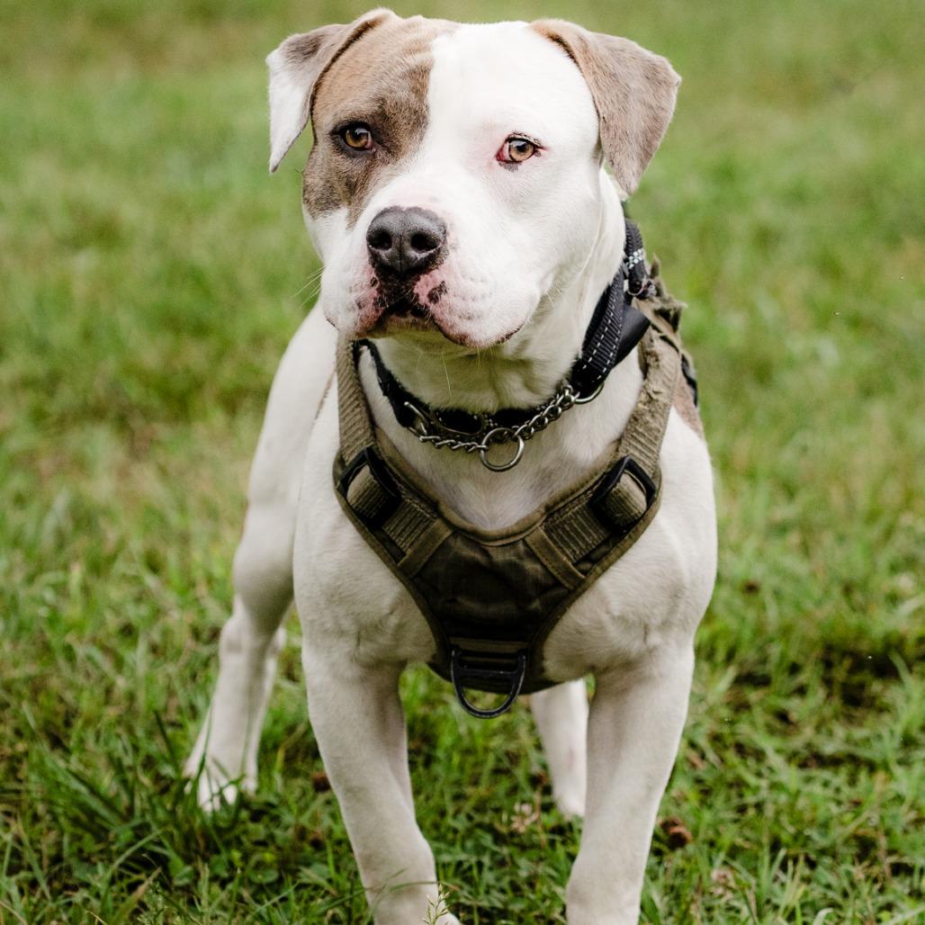 Apple Juice, a Adoptable Mixed Breed in Winston-Salem, NC image 2/6