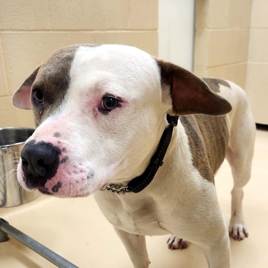 Apple Juice, a Adoptable Mixed Breed in Winston-Salem, NC image 3/6