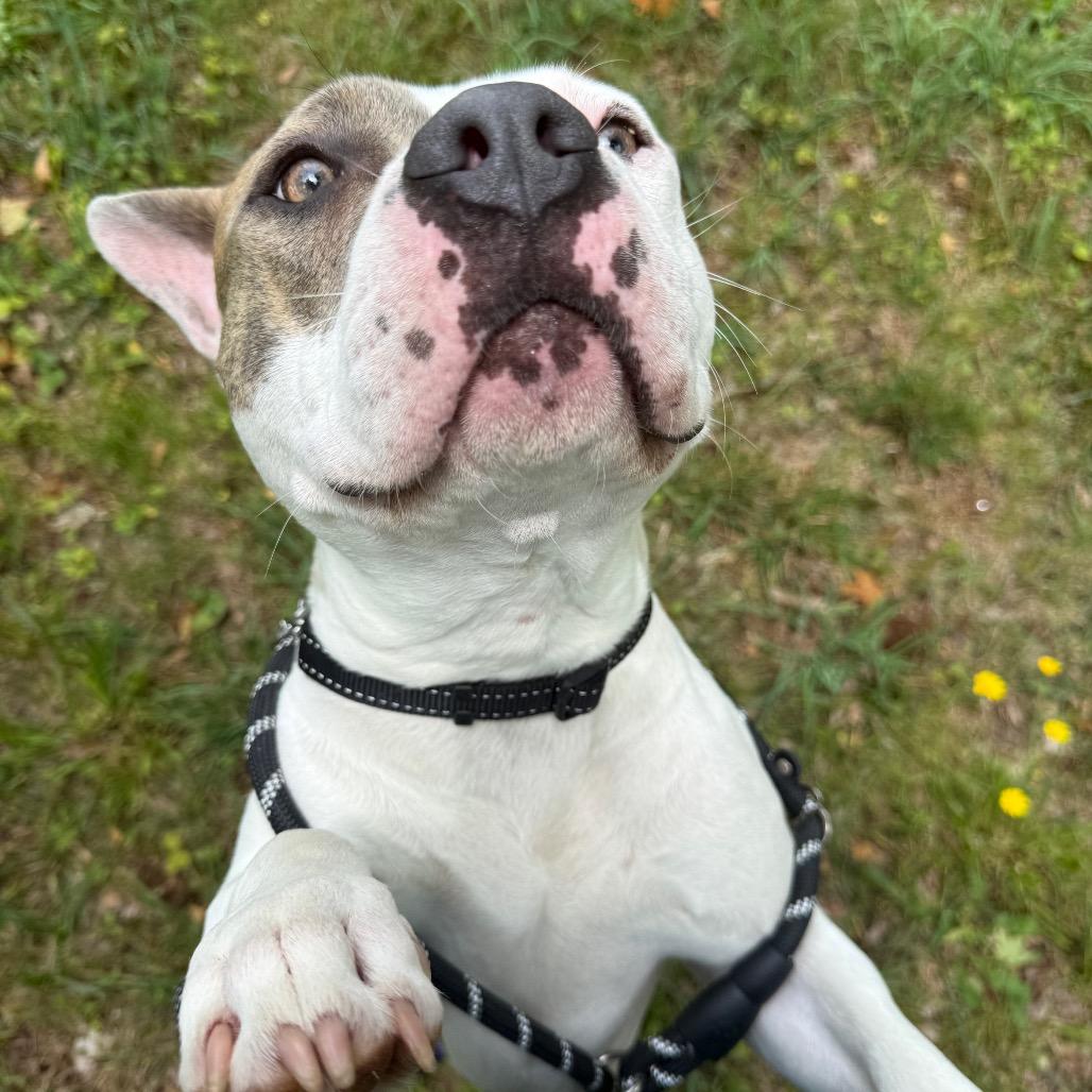 Apple Juice, a Adoptable Mixed Breed in Winston-Salem, NC image 5/6